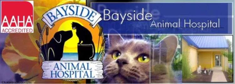Bayside Animal Hospital, Virginia, Cambridge